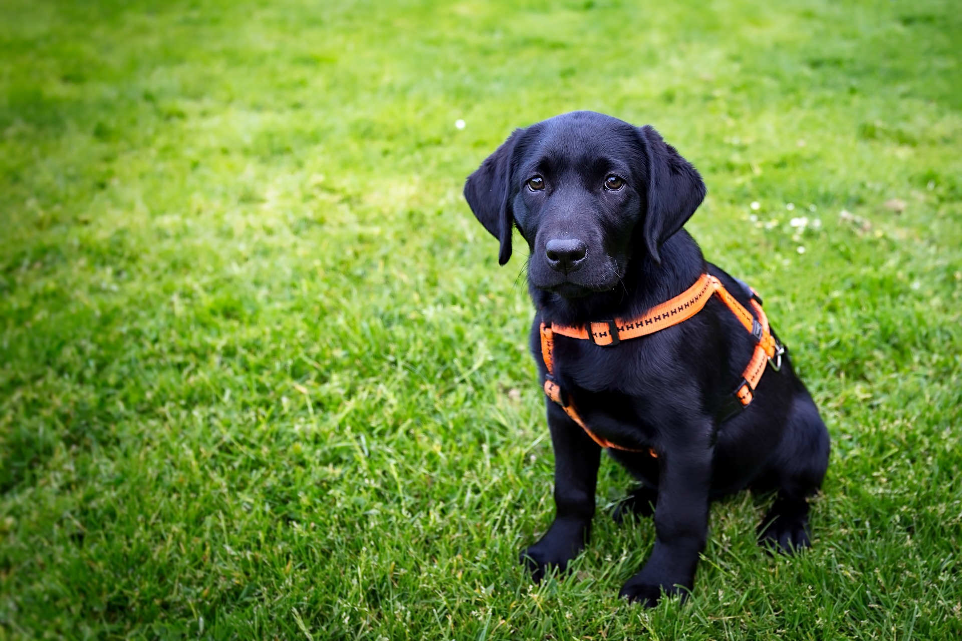 Les coureurs et les chiens autorisés à participer