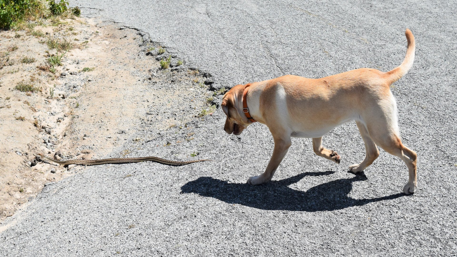 Les capacités des toutous à déstabiliser le serpent
