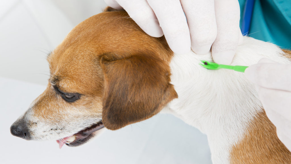 Piroplasmose chez le chien symptômes, diagnostic et traitement