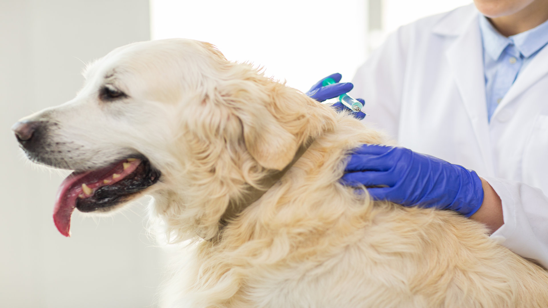 Piroplasmose Chez Le Chien Sympt Mes Diagnostic Et Traitement